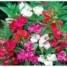 Camilla balsam impatiens mix