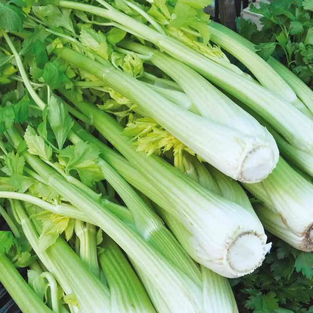 Utah tall celery