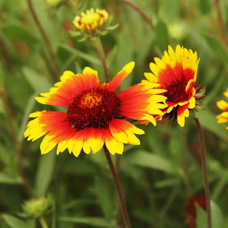 Indian blanket flower