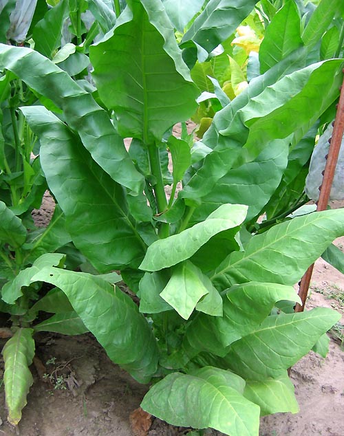 Farm.hand.seeds Comstock Spanish