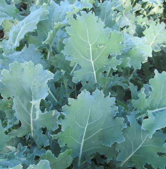 White russian kale