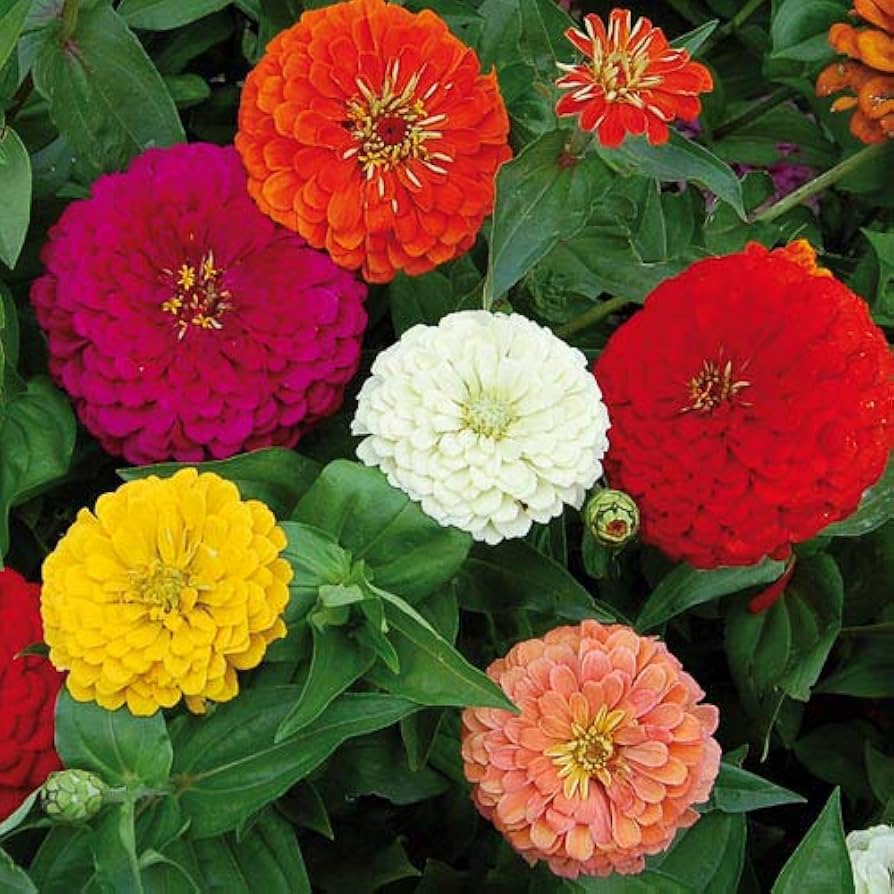 Ca zinnia mix