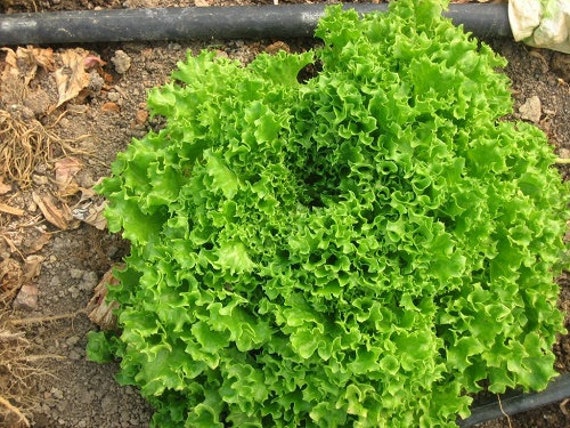 Tango lettuce