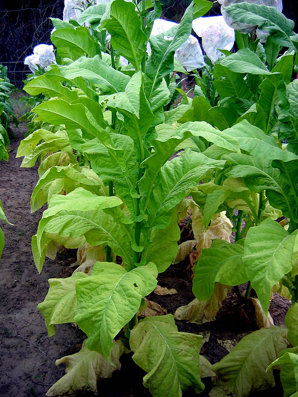 Virginia 116 Tobacco