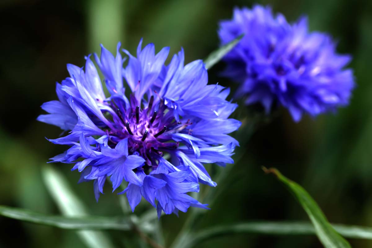 Dwarf blue bachelor buttons