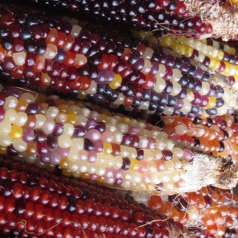 Carousel Indian Corn