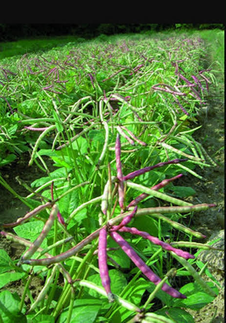 Mississippi Purple Hull Peas