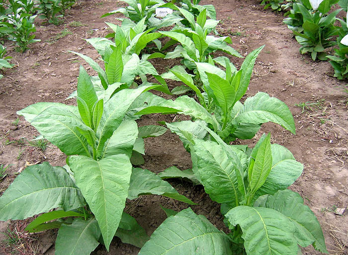 Jaffna Tobacco