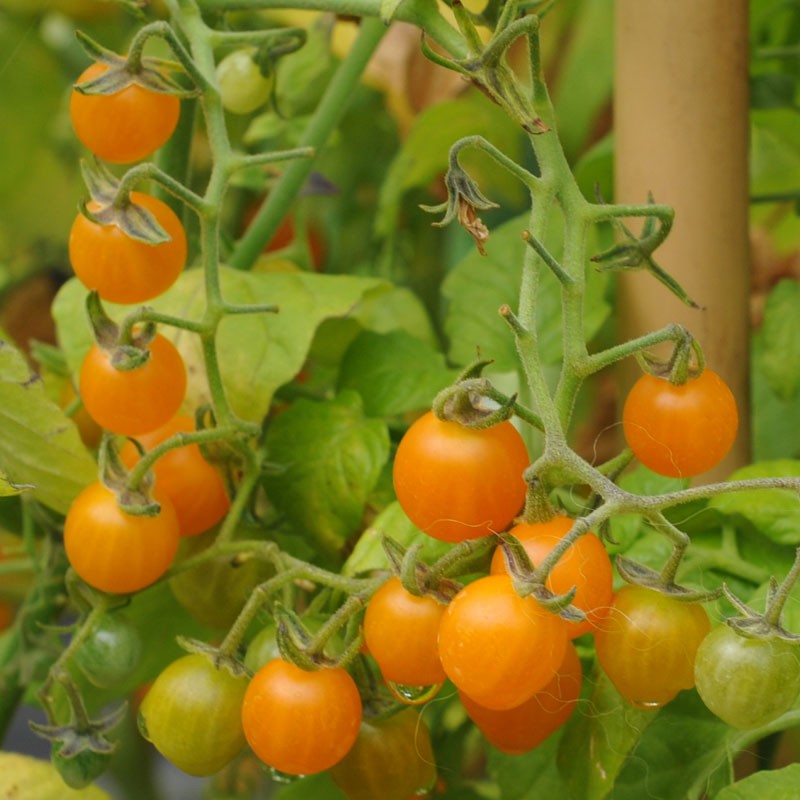 Gold rush current tomato
