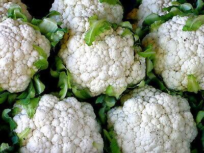 Snowball Improved Cauliflower