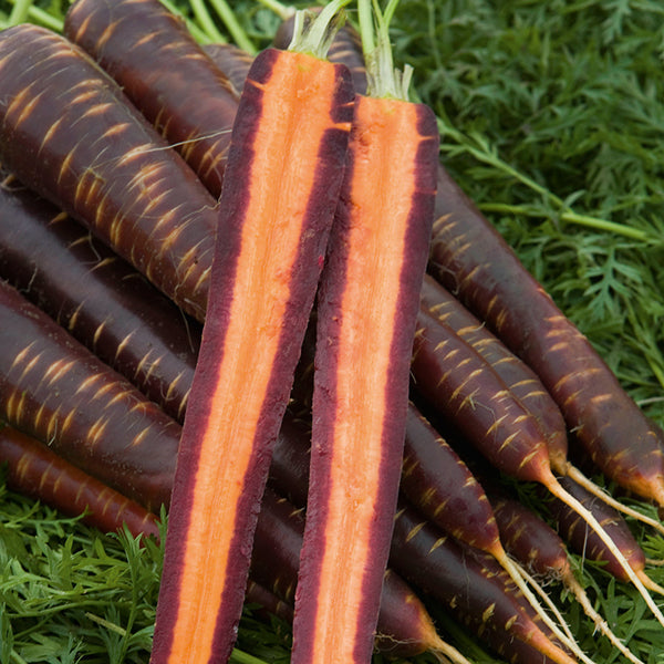 Scarlet red carrot