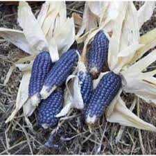 Blue Shamans popcorn seed