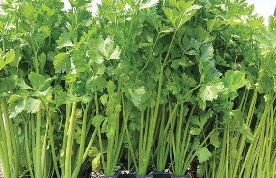Yellow Chinese celery