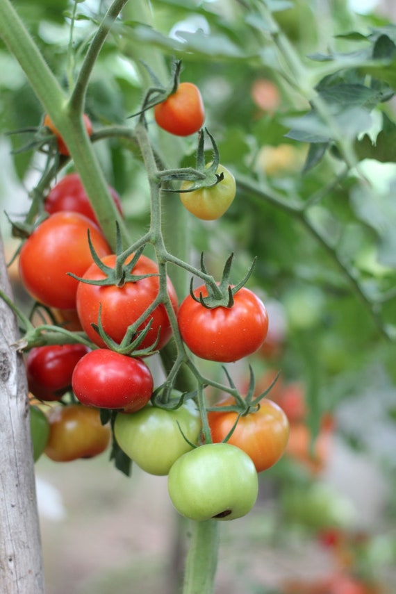 Floradade Heirloom Tomato