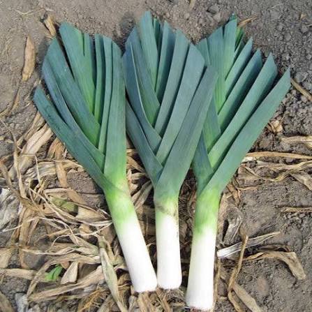 American Flag Leeks