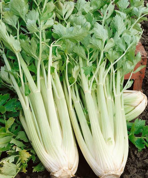 Utah tall celery