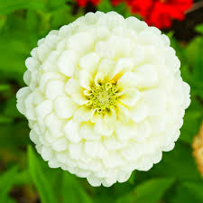 Polar bear white zinnia