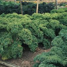 Green Curly Leaf Kale