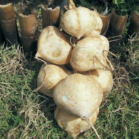 True Jicama