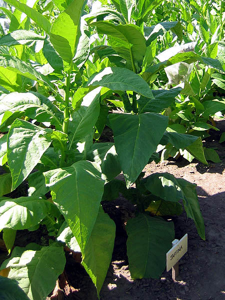 Jaffna Tobacco
