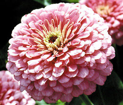 Luminosa zinnia