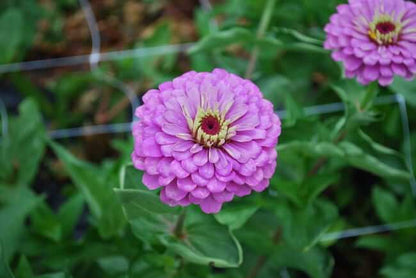 Lavender zinnia