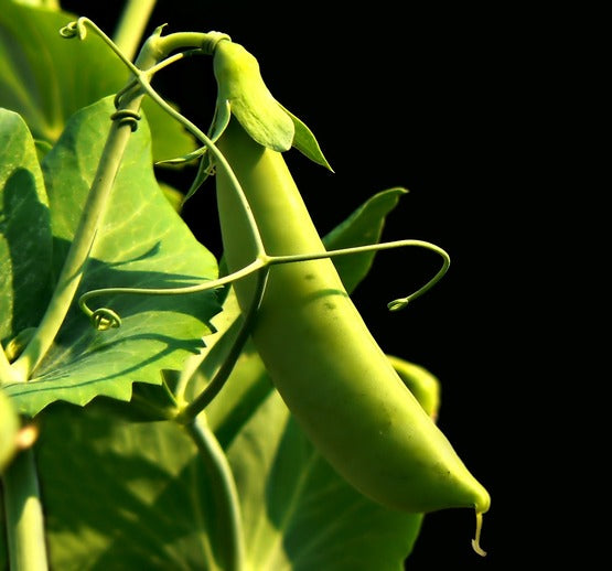 Early frosty shelling pea