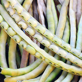 Texas Cream Zipper Peas