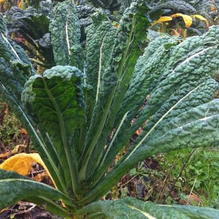 Lacinato Dino Kale