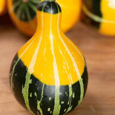 Bi color pear gourds
