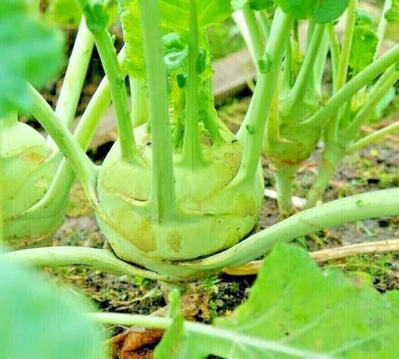 Kossak giant kohlrabi