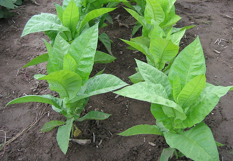 Farm Hand Seeds Awa Tobacco