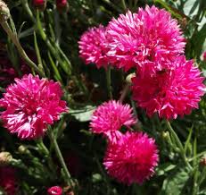 Red bachelor buttons
