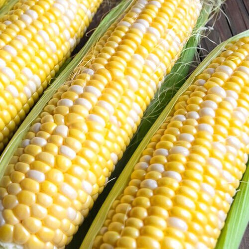Farm Hand Seeds Ambrosia bi color sweet corn