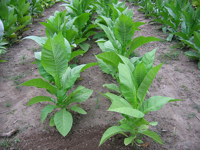 Lemon Bright Tobacco