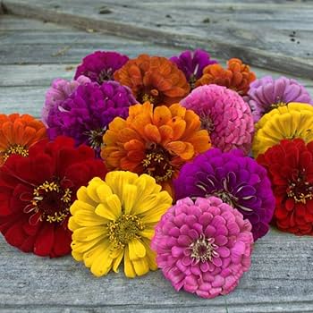 Dahlia Flowered Zinnia Mix