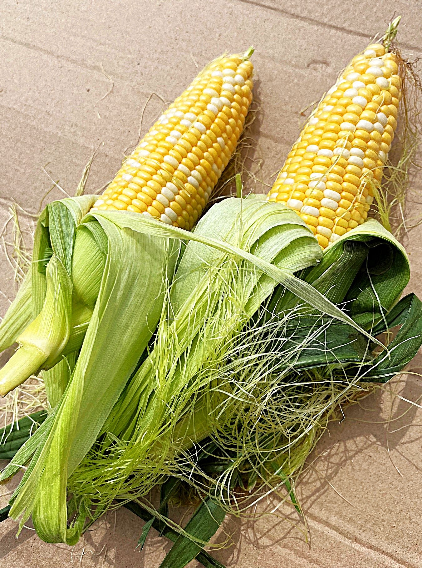 Luscious bicolor super sweet corn