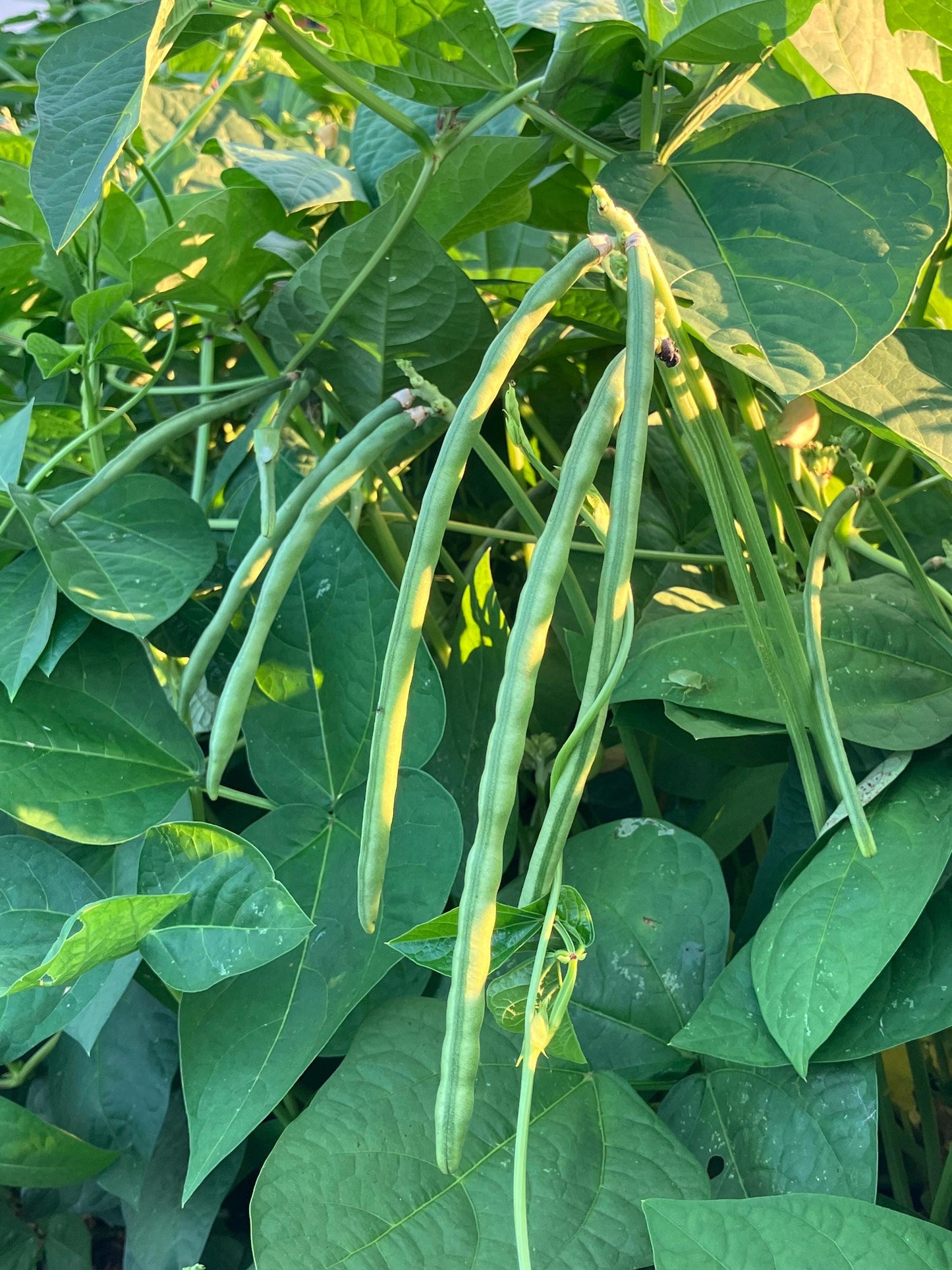Dixie Lee Southern Cowpea Pea