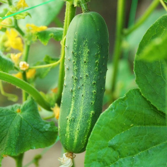 Carolina h1 cucumber seeds