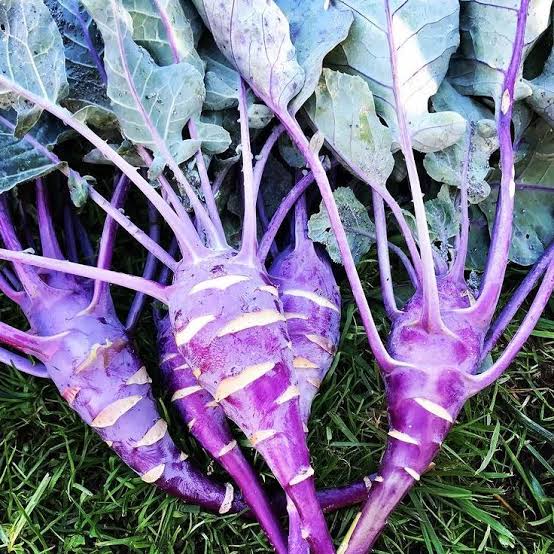 Purple Vienna Heirloom Kohlrabi