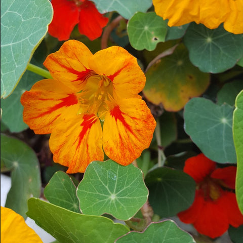 Tom thumb dwarf nasturtium