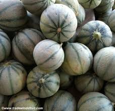 Early silver line melon