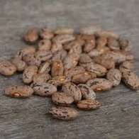 Farm.hand.seeds Pink Plume Celery