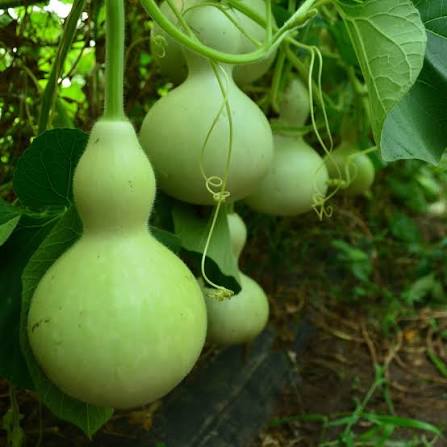 Bird house gourds