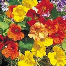 Nasturtium Tall Blend