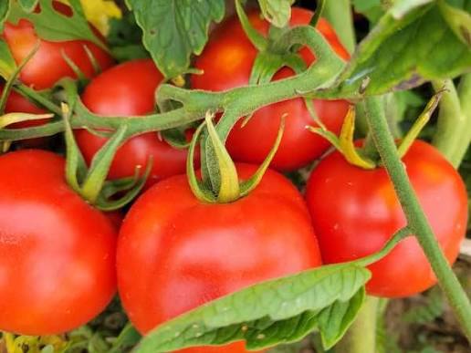Siberian Heirloom Tomato