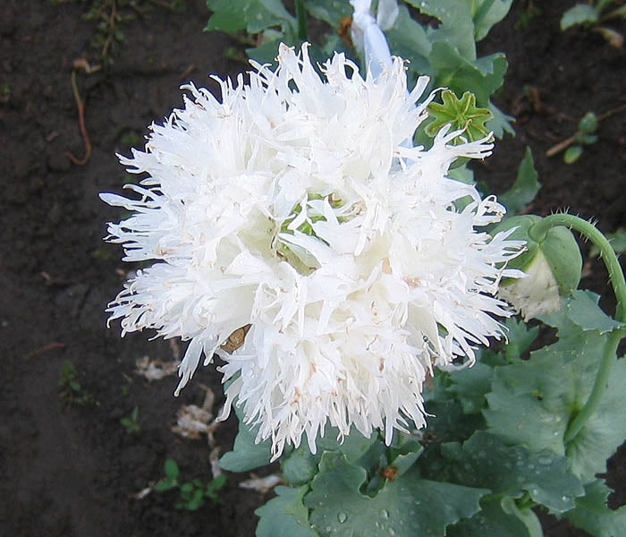 Farm.hand.seeds Swan's Down Poppy