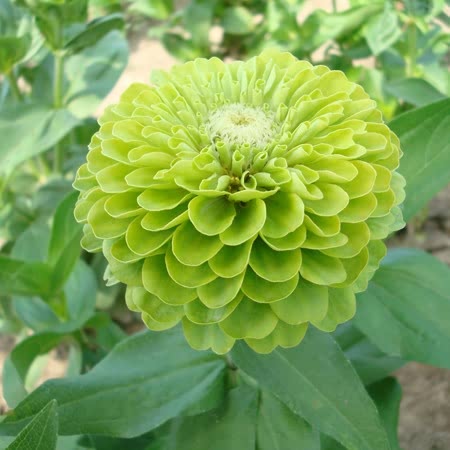 Key lime zinnia mix