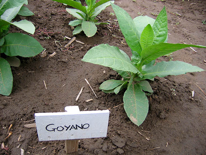 Farm Hand Seeds Goyano Tobacco