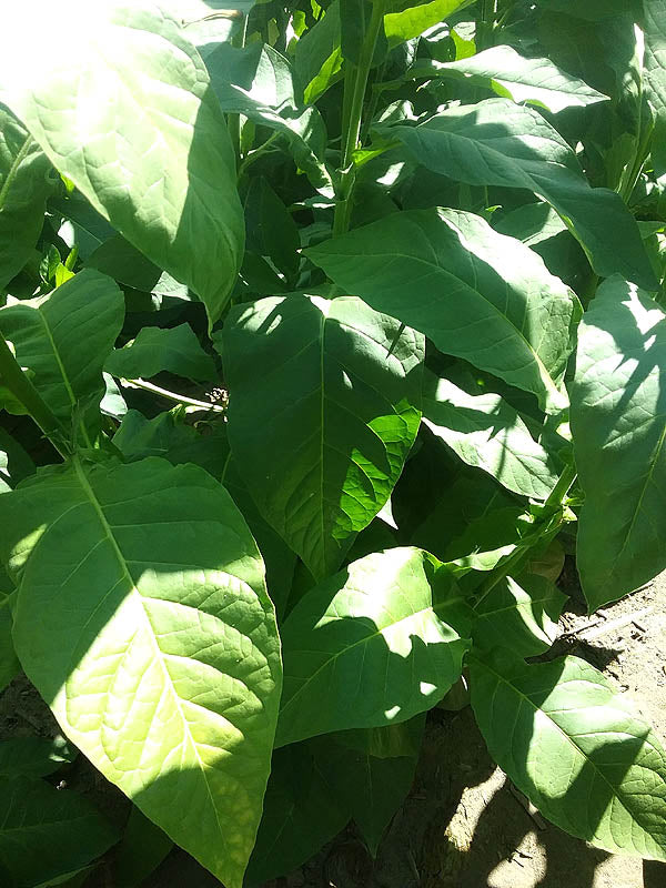 Farm Hand Seeds Chichicaste